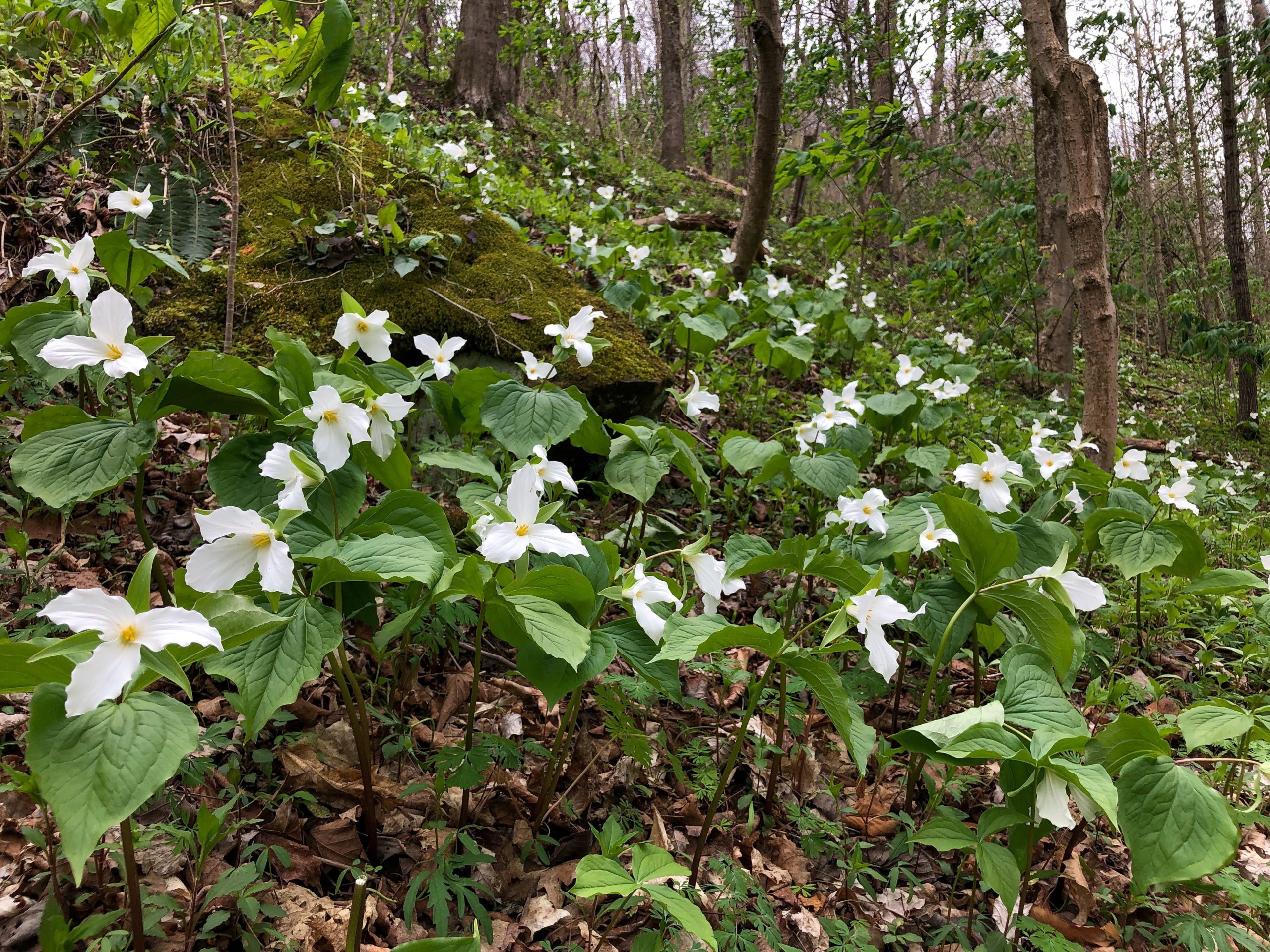 Celebrate Ohio’s Native Plant Month Throughout April - The Informer