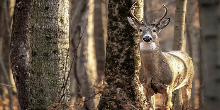 Slight increase locally for deer harvest - The Informer