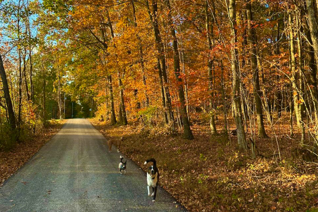 Ohio Nearing Peak Fall Colors as Autumn Showcases Its Beauty The Informer